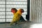 Lovebirds in a cage. Yellow and green birds in love. Nerosier Agapornis parrots.