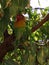 Lovebirds-exotic in almond branch