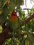 Lovebirds-exotic in almond branch