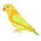 Lovebirds parrot with a red beak. vector illustration