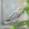 Lovebirds and pastel colors and Budgerigars bird in Aviary