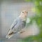 Lovebirds and pastel colors and Budgerigars bird in Aviary