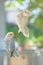 Lovebirds and pastel colors and Budgerigars bird in Aviary