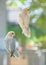 Lovebirds and pastel colors and Budgerigars bird in Aviary