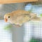 Lovebirds and pastel colors and Budgerigars bird in Aviary