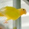 Lovebirds and pastel colors and Budgerigars bird in Aviary