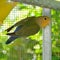 Lovebirds and pastel colors and Budgerigars bird in Aviary