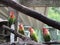 Lovebirds perch on branches in aviary