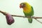 A lovebirds perched on a branch of a pink Malay apple tree.