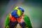 Lovebirds Rainbow lorikeet, Trichoglossus moluccanus