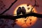 Lovebirds in silhouette, perched on a tree branch, share affection