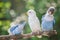 Lovebirds standing on the tree in garden on blurred bokeh background