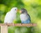 Lovebirds talking on the perch with heart shaped musical notes on blurred green bokeh background