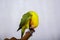 lovebirds are very beautiful. on man\\\'s finger