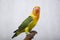 lovebirds are very beautiful. standing proudly on a man\\\'s finger