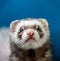 Loved skulk coloured ferret on the balcony smiling and cleaning its pelt happily