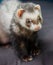 Loved skulk coloured ferret on the balcony smiling and cleaning its pelt happily