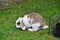 Loveing domstic rabbits in two colors sitting in the garden.