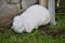 Loveing domstic rabbits in white color sitting in the garden.