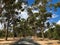 Lovekin drive, road with Sugar gum tree with plaques in frontà¸¡ through Kings Park in Perth, Australia.