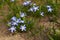 Loveliest spring flowering bulbs, Chionodoxa luciliae `Alba` Glory of the Snow