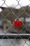 Lovelocks in a Closeup in Baden, Switzerland