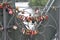 Lovelocks on the Eiserner Steg Bridge in Frankfurt, Germany