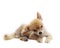 Lovely acting of pomeranian puppy dog isolated whtie background