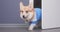 Lovely active Welsh corgi pembroke or cardigan dog in blue polo shirt and looks out from behind slightly open door
