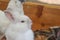 Lovely adorable small rabbit bunny from organic farm.
