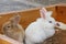 Lovely adorable small rabbit bunny from organic farm background.