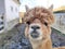 Lovely alpaca brown colored with curious glimpse headshot in closeup view