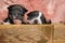 Lovely American bully cubs looking forward