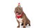 Lovely american bully puppy with birthday hat and bandana panting