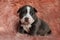 Lovely American Bully puppy sitting while guilty looking forward