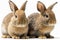 Lovely animal Bunnies - young rabbits