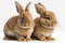 Lovely animal Bunnies - young rabbits