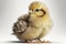 Lovely animal Chick - a young chicken