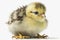 Lovely animal Chick - a young chicken