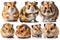 Lovely animal Hamsters - young hamsters.