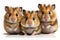 Lovely animal Hamsters - young hamsters,