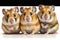 Lovely animal Hamsters - young hamsters.