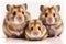 Lovely animal Hamsters - young hamsters.