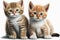 Lovely animal Kittens - young cats, typically with short fur and big eyes.