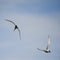 Lovely Arctic Tern Sterna Paradisaea in flight in blue sky