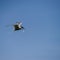 Lovely Arctic Tern Sterna Paradisaea in flight in blue sky