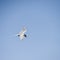 Lovely Arctic Tern Sterna Paradisaea in flight in blue sky