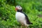 Lovely Atlantic Puffin bird or Fratercula Arctica standing on the grass by the cliff on summer in Iceland