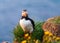 Lovely Atlantic Puffin bird or Fratercula Arctica standing with yellow flower on the grass by the cliff on summer in Iceland