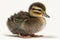 Lovely baby animal Duckling - a young duck